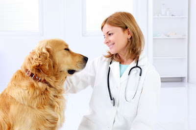 dog with vet