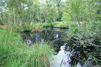 Mare à Dagneau, Forêt de Fontainebleau