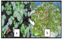 Phytoremediation potential of Centella asiatica (gotu kola) in nickel ore-contaminated soils