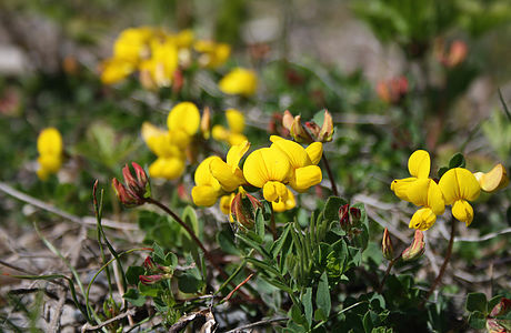 Käringtand, Lejongap, blomma, Jämtland, Gul, växter, skog,