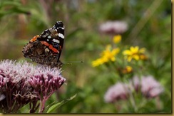 Red Admiral, Vanessa atalanta