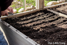 garden, Five Color Silverbeet swiss chard, seed, botanical interests, planting, growing, how