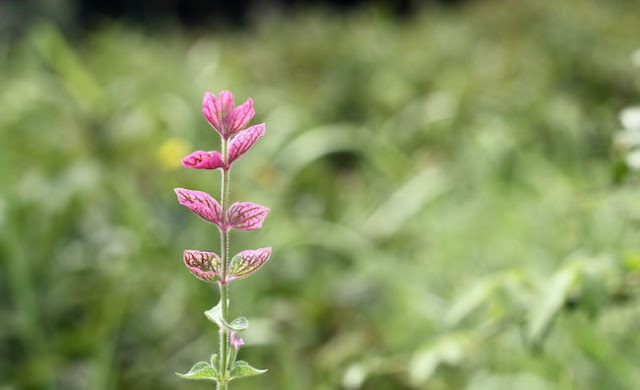 Annual Clary Sage