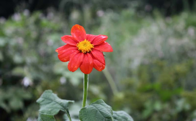 Mexican Sunflower Pictures