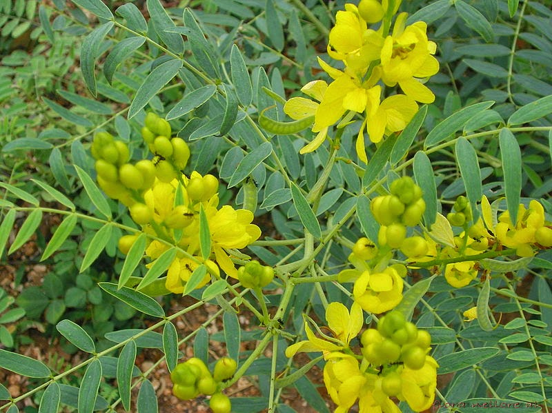 Herba Adalah Penawar Pelbagai Penyakit. : DAUN SENNA , TEH 