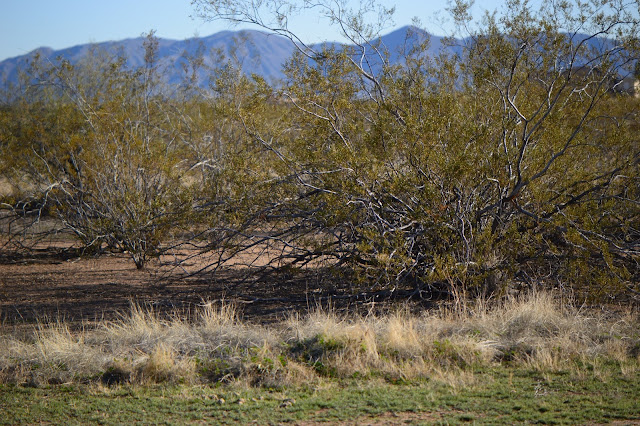 creosote, larrea tridentata, small sunny garden, amy myers, sonoran desert