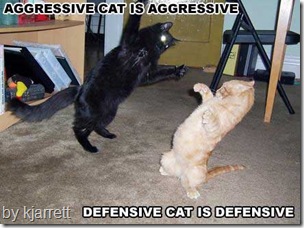cats fighting over territory