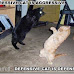 cats fighting