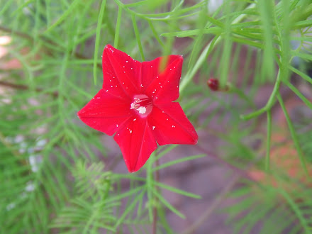 ルコウソウの赤花