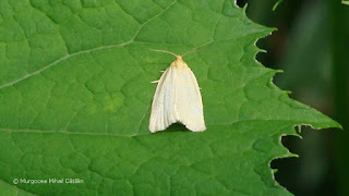 Aphelia (Zelotherses) paleana male DSC87028