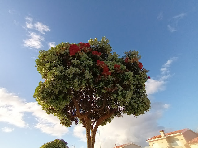 Metrosidero, árbol de hierro o pohutukawa (Metrosideros excelsa Sol. ex Gaertn.).