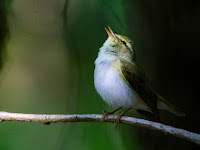 Wood Warbler - Halldale Wood