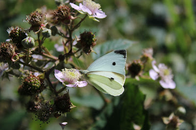 Klein Koolwitje - Lytse Wite Koalflinter - Pieris rapae