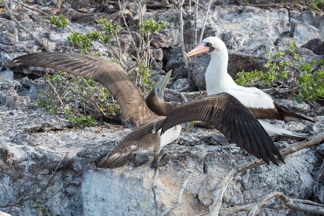 Adult Nazca Booby Feeding Juvenile, Great Darwin Bay