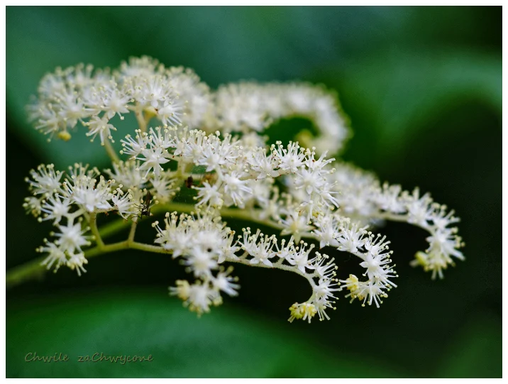 rodgersja stopowcolistna, rodgersja japońska, Rodgersia podophylla