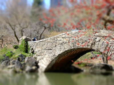 central park spring pictures. Central Park in spring: