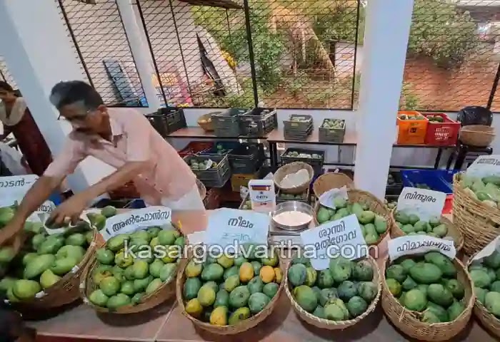 Kerala News, Malayalam News, Vellarikkundu News, Balal News, Jackfruit and mango fest started in Vellarikund.