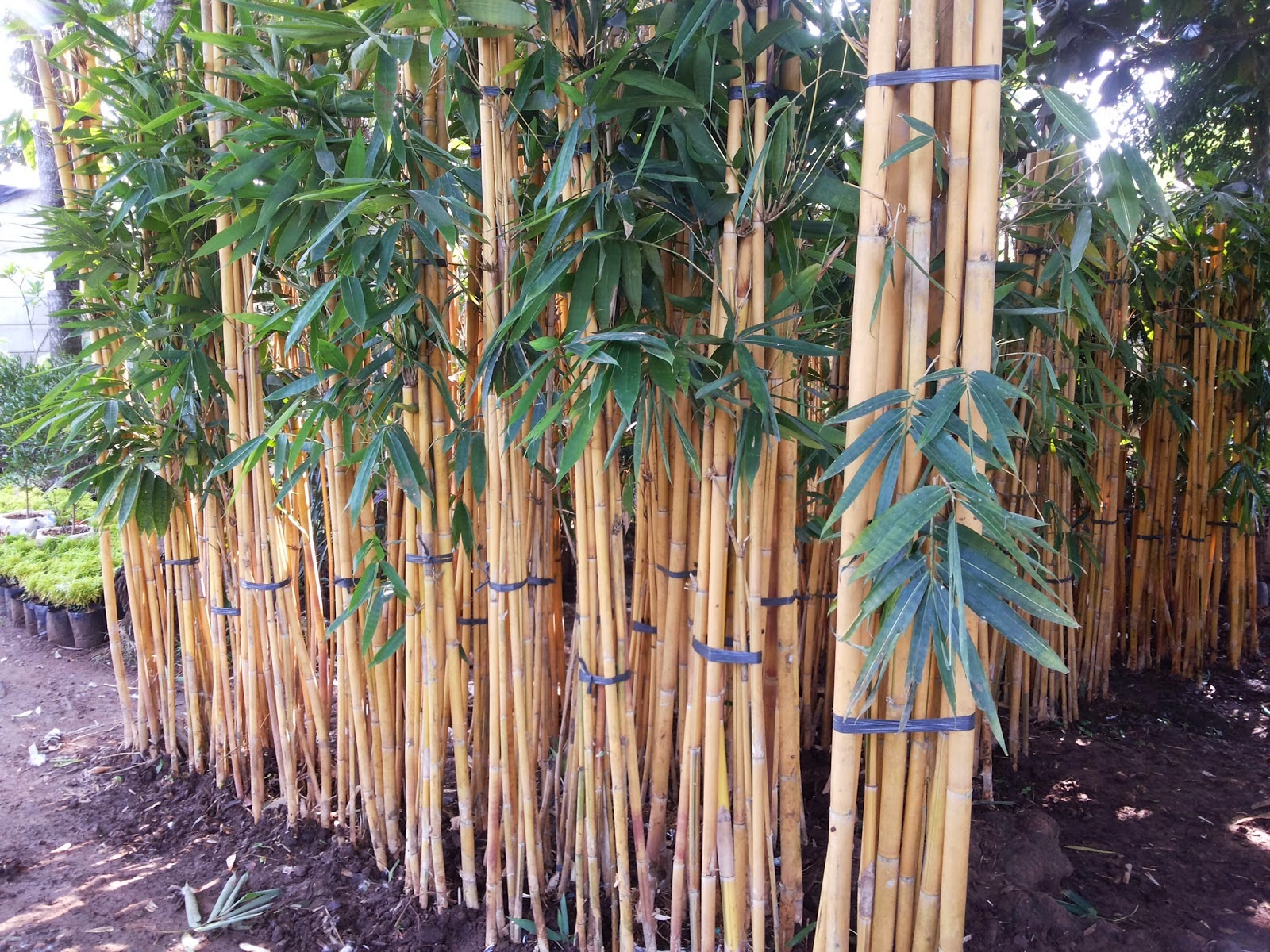   tanaman bambu untuk pagar taman minimalis  Tukang Taman Minimalis