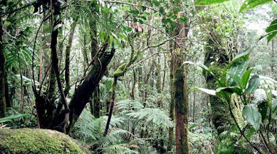 Gunung Gede Pangarango Yang Sangat Mempesona & Eksotis