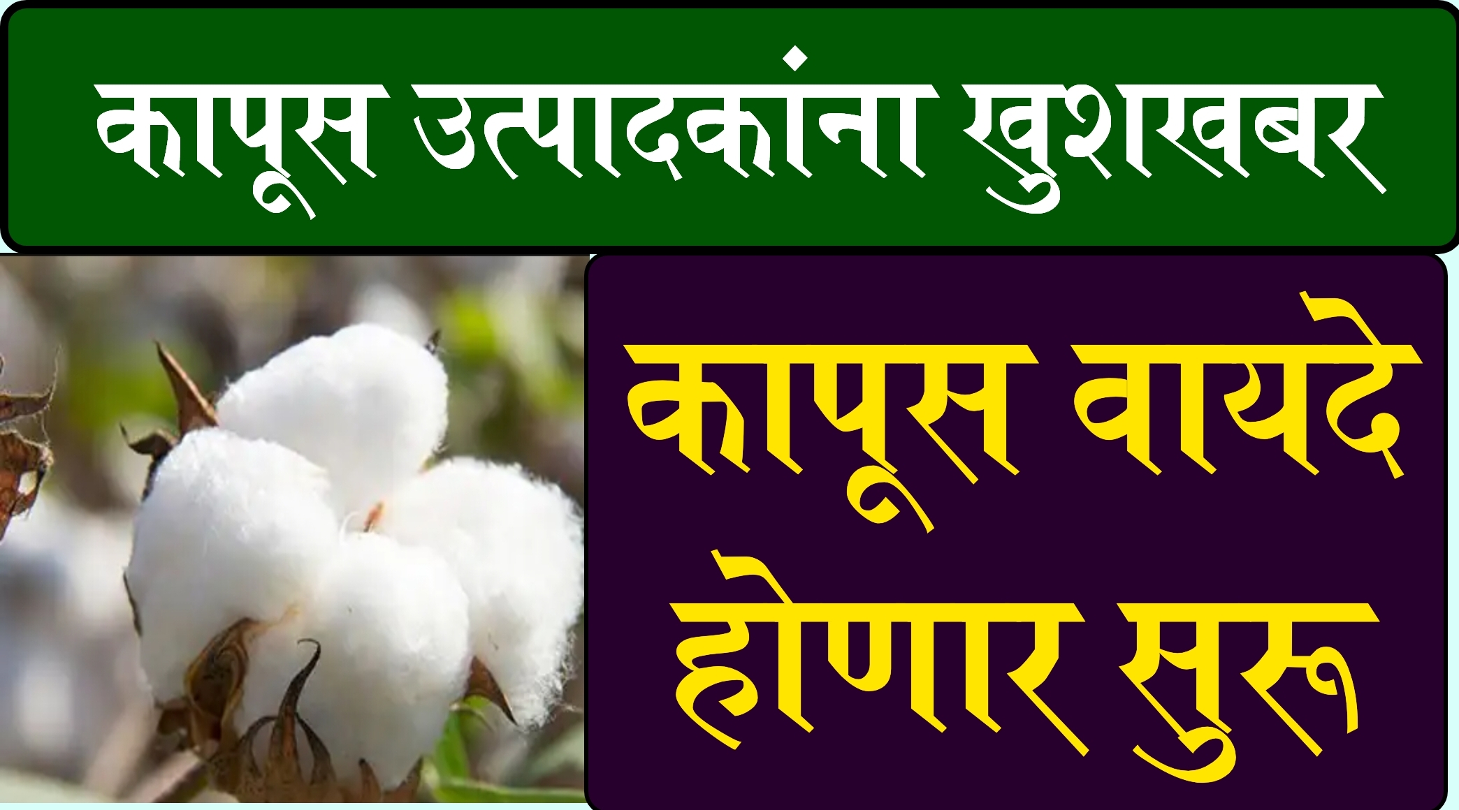 MCX cotton future trading