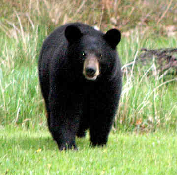 Black Bear