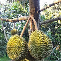Penjual Pohon Bibit Durian Bawor Cepat Berbuah Dalam Pot