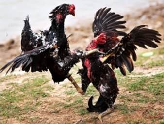 Cara cara merawat ayam aduan bangkok hingga siap tarung 