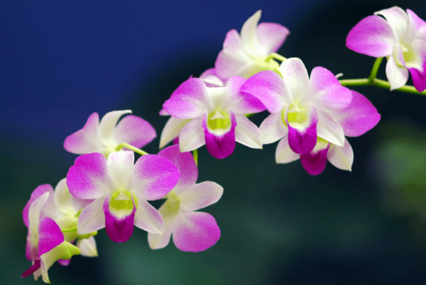 Contoh Deskripsi Singkat Bunga Anggrek  dalam Bahasa 