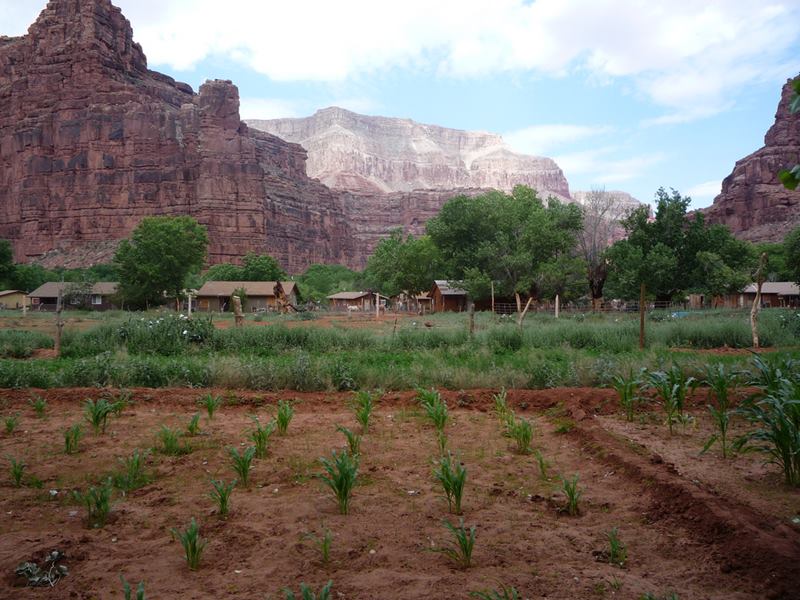 The Native Indians Village Supai, The American Indian Tribes of Arizona