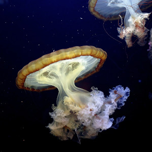 Sea Life Photography