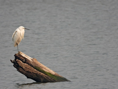 Little Egret in the Xiang River