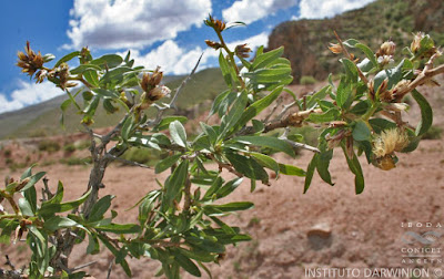 flora del monte Proustia cuneifolia