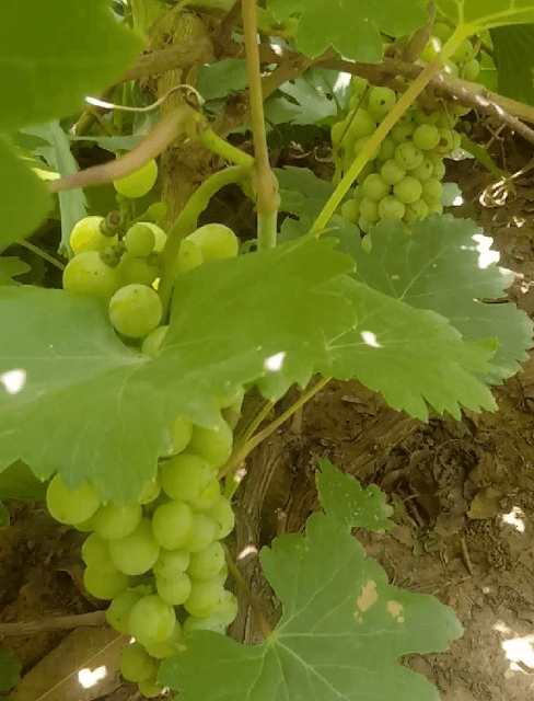 Grapes - Vitis Vinifera