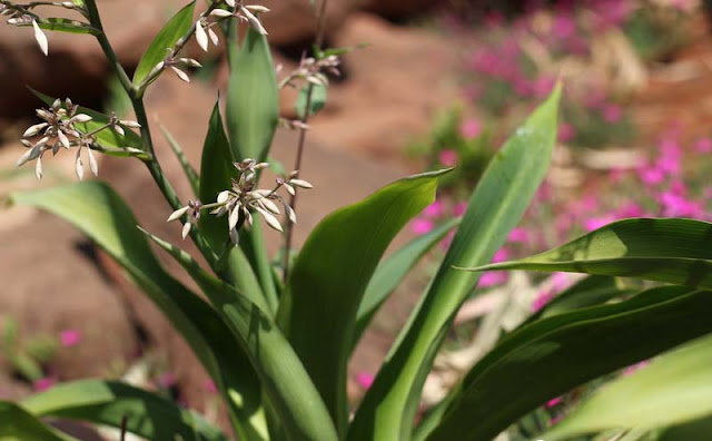 Arthropodium Cirratum Flowers Pictures