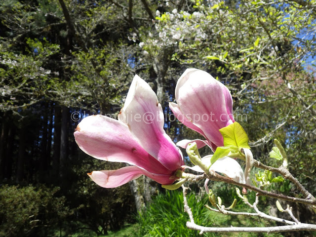 Alishan cherry blossom