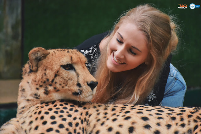 Take a photo with a cheetah