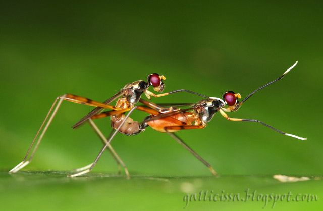 Stilt-legged Flies in flagrante delicto