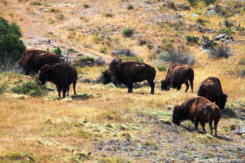Santa Catalina Island Bison Herd