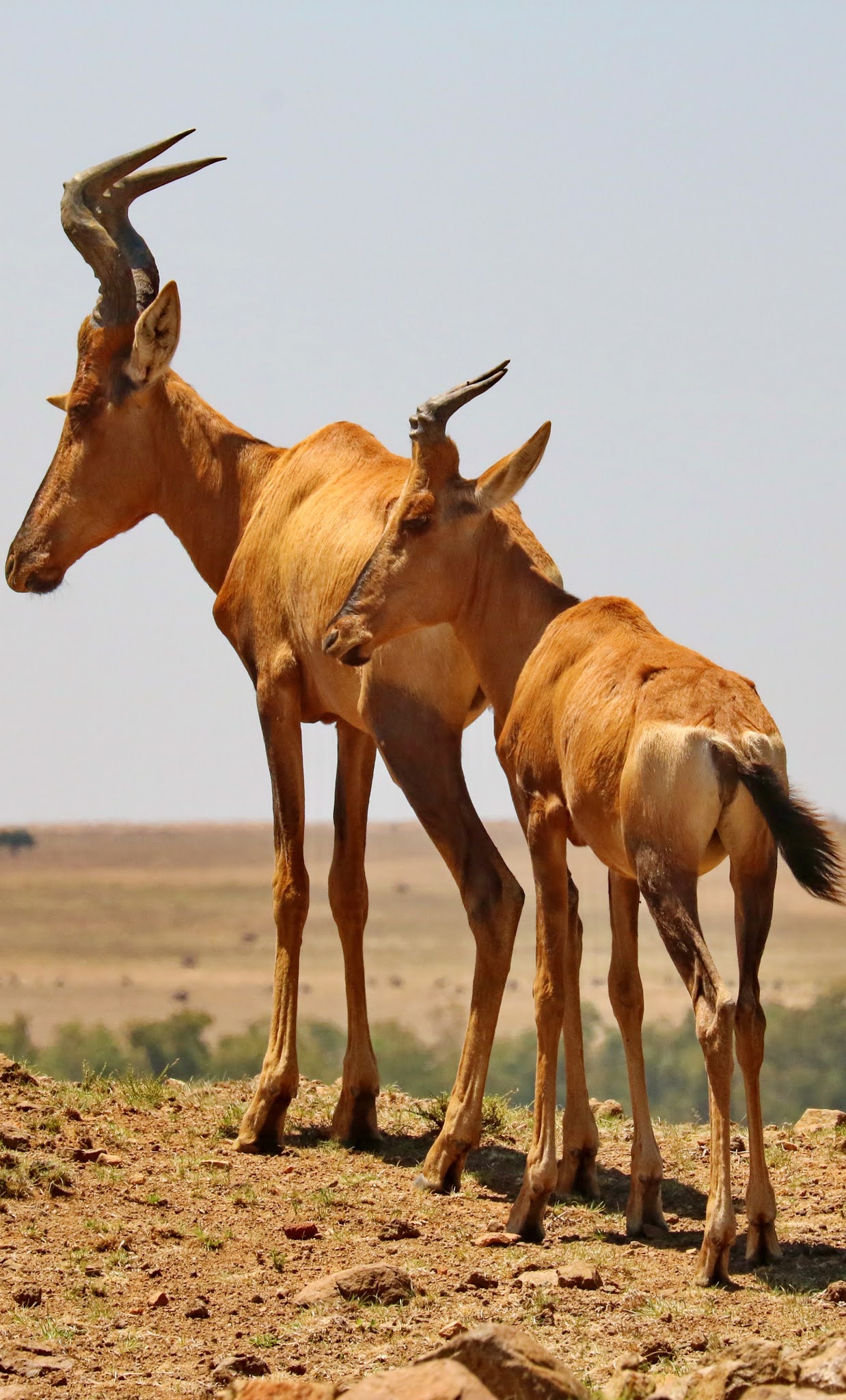 Male and female red hartebeest.