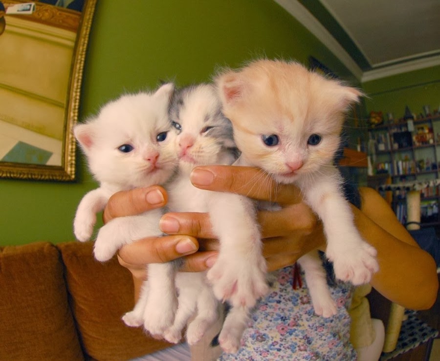 The Cutest  Kitten Family on Earth 