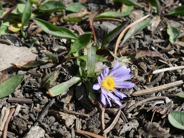 21: purple flower