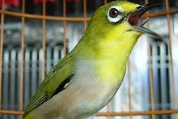 Cara Cepat Burung Pleci Jadi Gacor