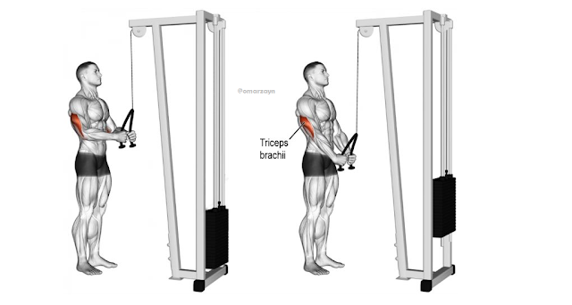 triceps rope push workout