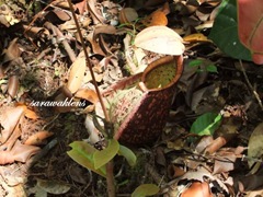 Teluk_Limau_Trek_Bako_National_Park_09