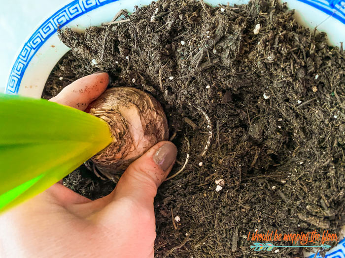 Planting Hyacinth Bulbs