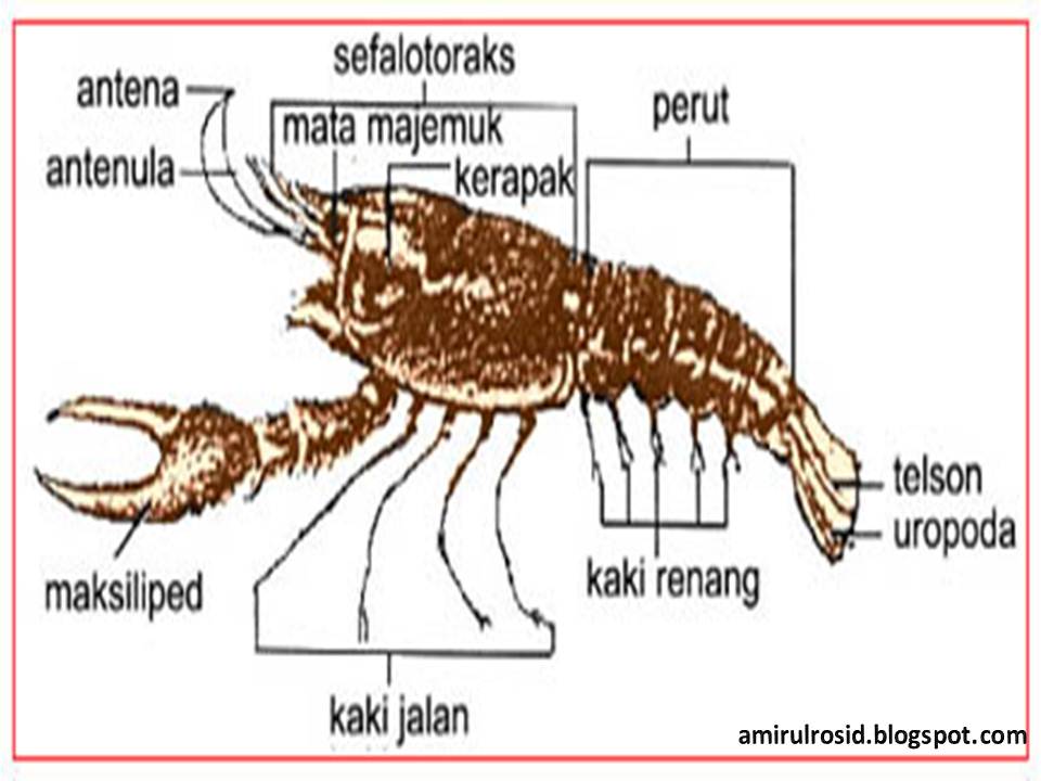 Amirul Rosid Al Farizi Makalah Crustacea  Tinggi Ordo 