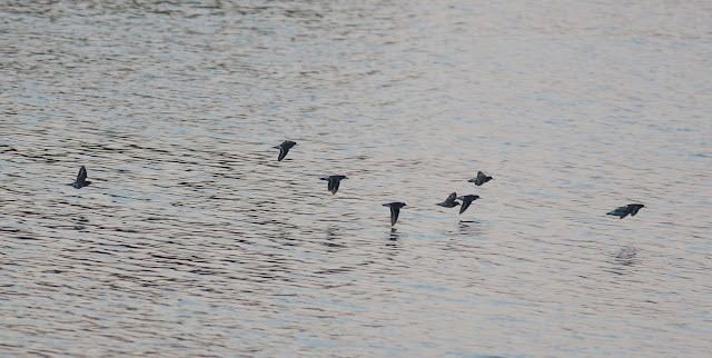 Common Sandpipers, North Cave Wetlands, 10/08/20, migratory wading birds