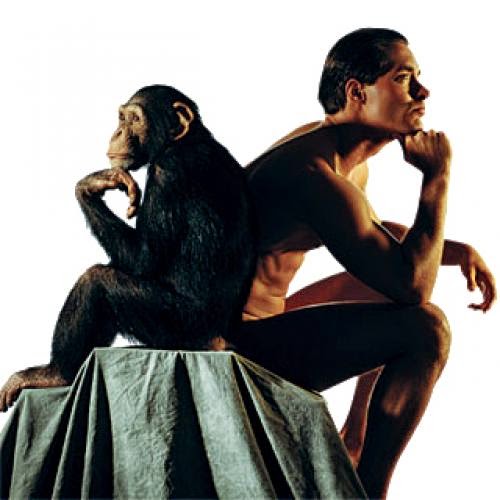 Human Evolution