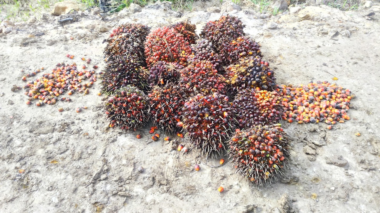 Menentukan Waktu Panen Perdana Budidaya Kelapa  Sawit