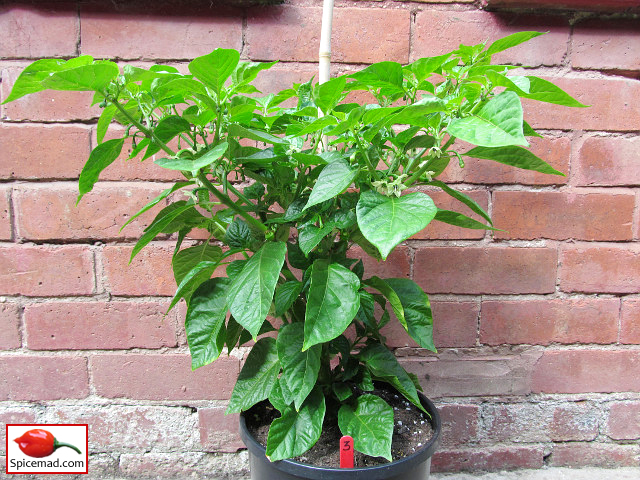 New Variety - 7-Pot Barrackpore - 1st June 2025 (Now Culled) New Variety - 7-Pot Barrackpore - 1st June 2025 (Now Culled)